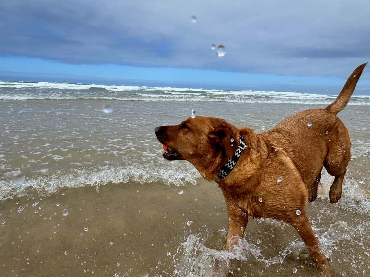 Dog in the surf wearing a Salty Nova collar
