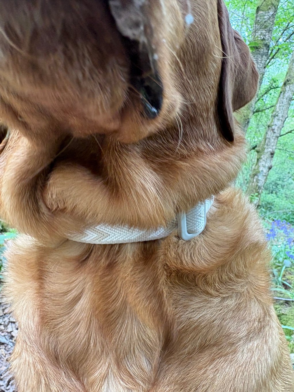Salty Nova Tideline collar in Sea Glass, a handmade 25mm dog collar in soft weathered tones, detail view