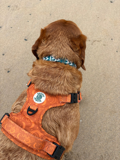 Salty Nova Tideline collar in Kelp, a handmade 25mm dog collar in sea-green webbing, detail view