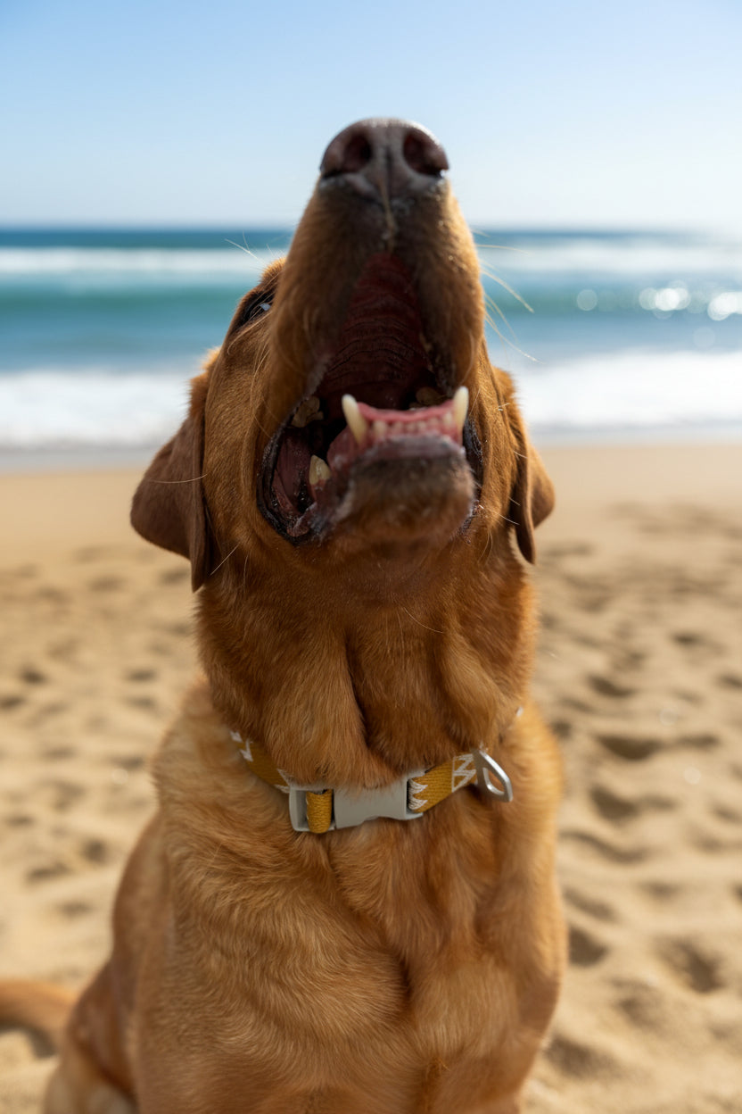 Salty Nova Tideline collar in Dune, a handmade 25mm dog collar in warm sun-washed tones, close-up