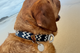 Salty Nova Tides collar in Blue Hour, a handmade 38mm dog collar in deep navy webbing