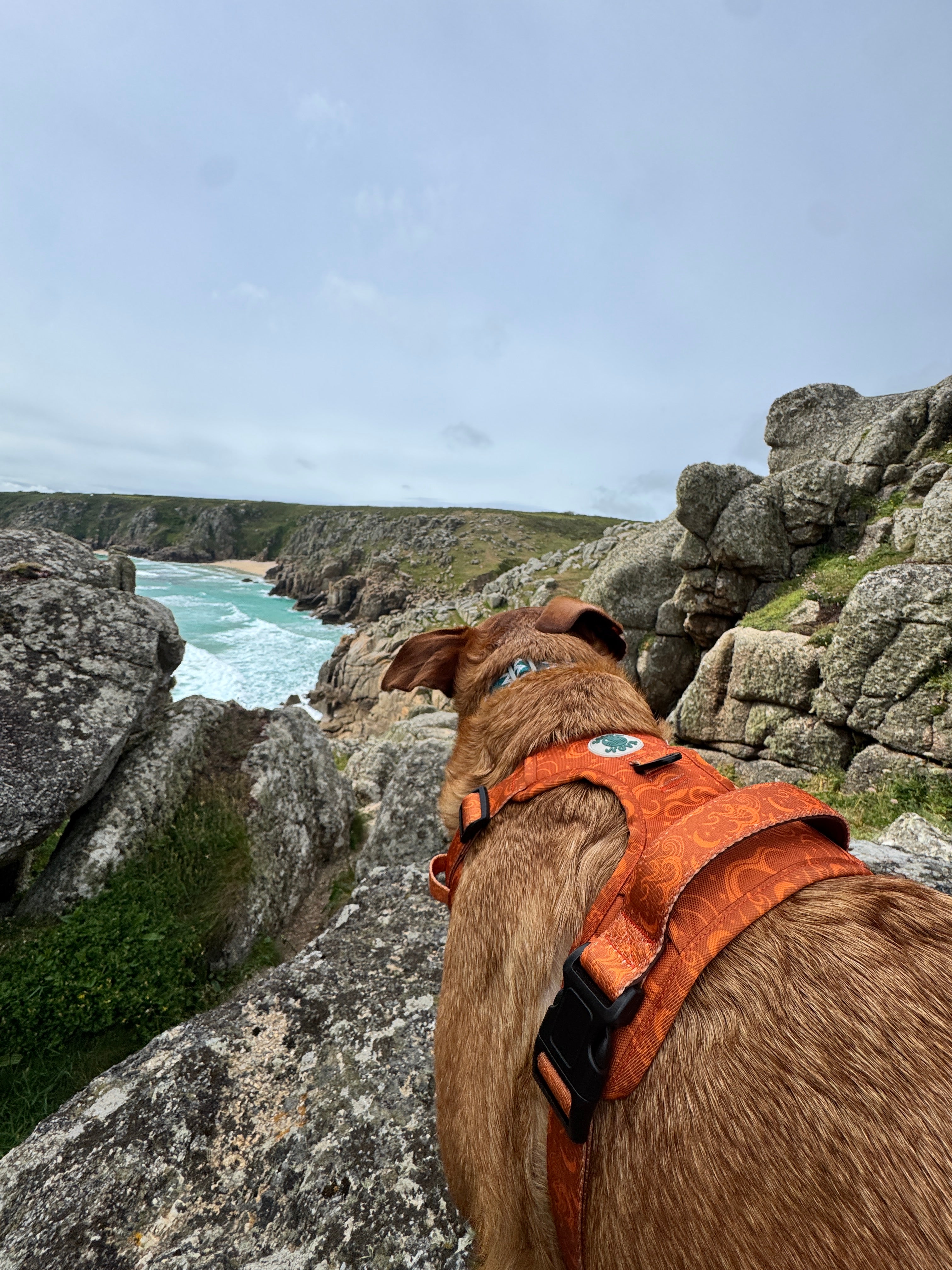 Tideline Collar — Kelp