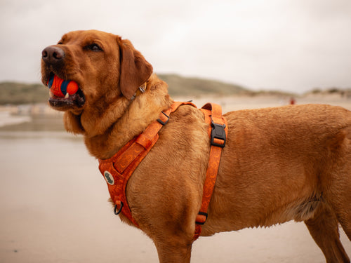 Salty Nova Lunar harness in the Solstice print, a handmade neoprene-lined dog harness, lifestyle shot