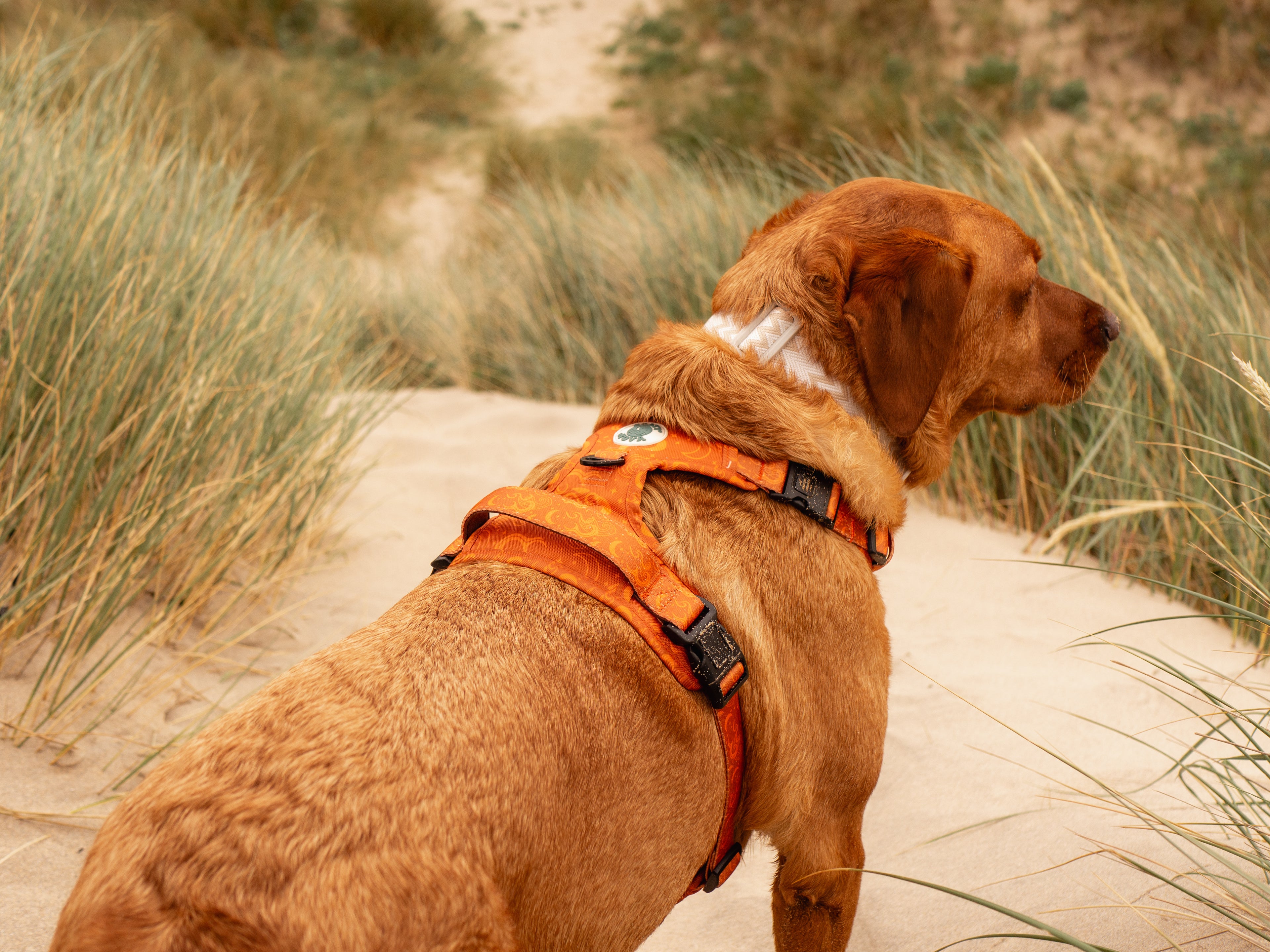 Salty Nova Lunar harness in the Solstice print, a handmade neoprene-lined dog harness