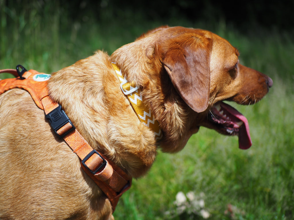 Salty Nova Tideline collar in Dune, a handmade 25mm dog collar in warm sun-washed tones, detail view
