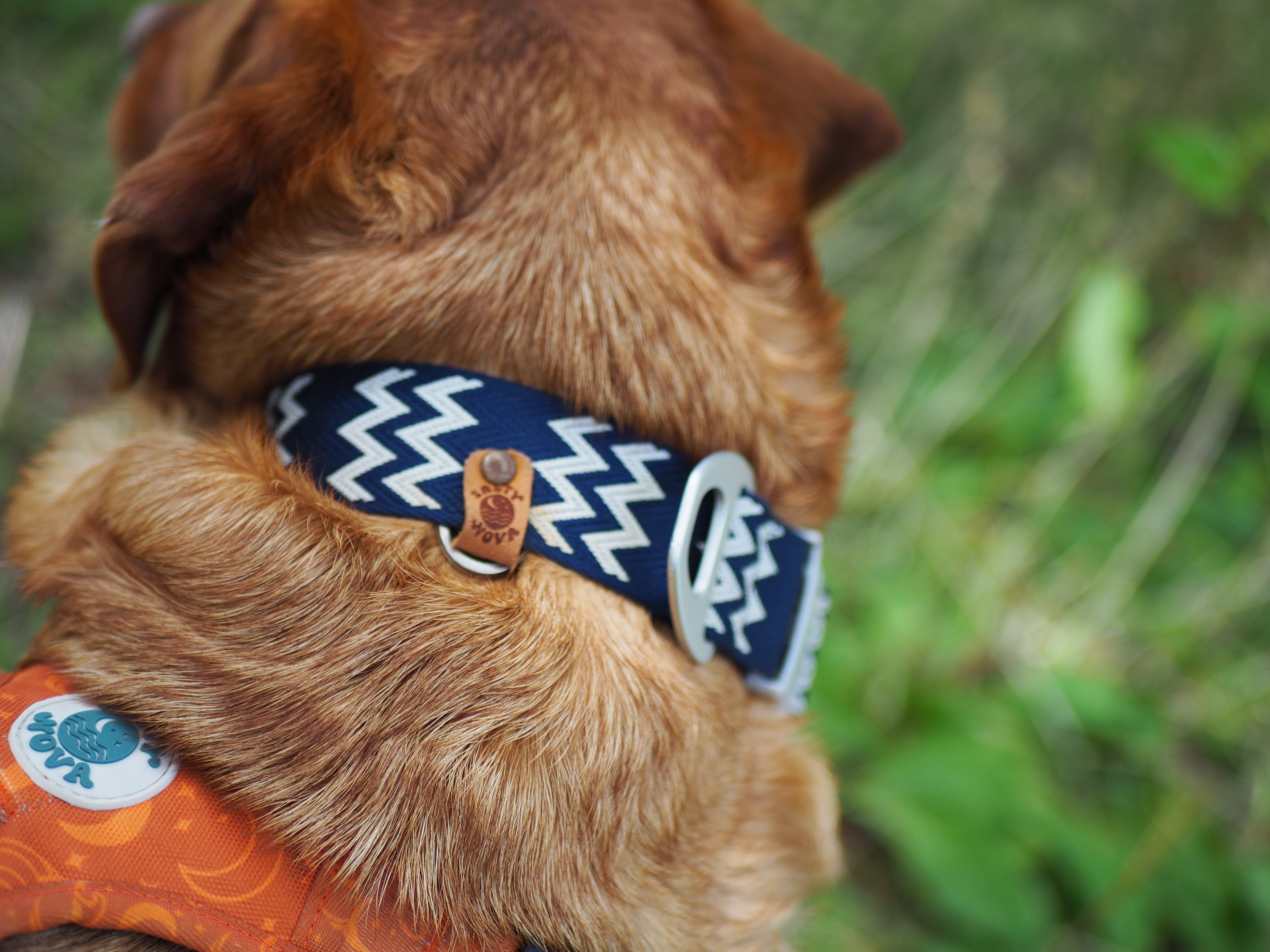 Salty Nova Tides collar in Blue Hour, a handmade 38mm dog collar in deep navy webbing, lifestyle shot